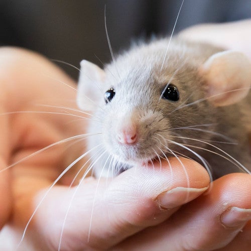 Person holding a cute pet rat