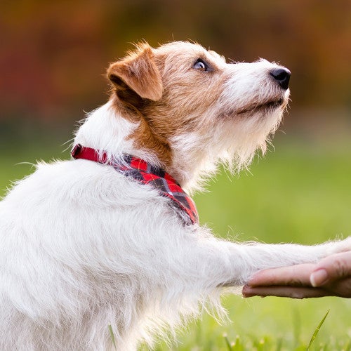 Person training cute, small dog