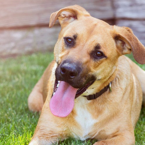 Happy dog laying in the sun in yard