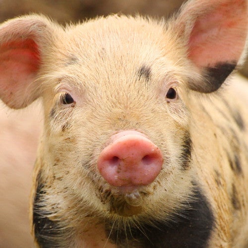 Cute piglet on farm