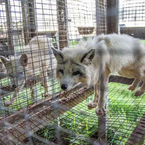 Image of arctic foxes in cages at a fur farm.