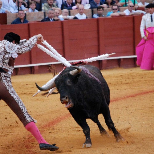 A matador thrusts swords into an exhausted bull in a bullfighting arena