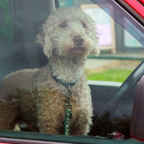Dog in hot car