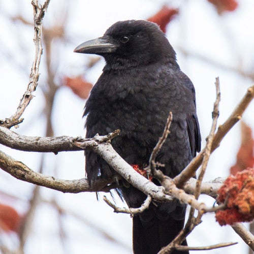 American crow sitting on a branch