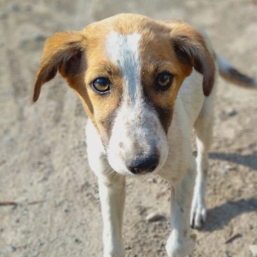 Sad homeless dog looks at camera