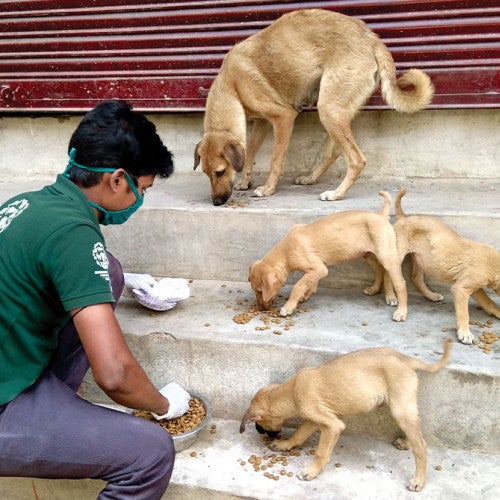 Man feeding street dogs in India. 