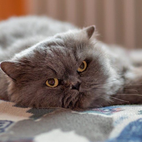 Sleepy cat resting on blanket