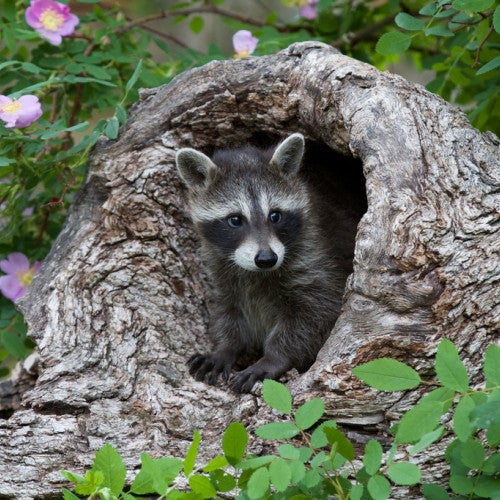 healthy raccoon peeps out from a log