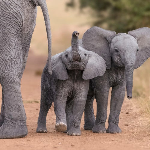 Young elephants walking in the wild