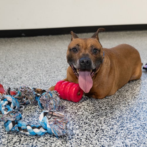 Rescued pit bull type dog with toys