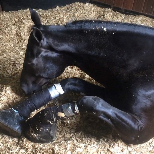 Horse suffering from soring