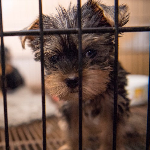 NC Puppy Mill Rescue