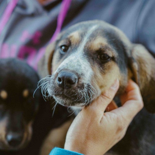A person holds a dog