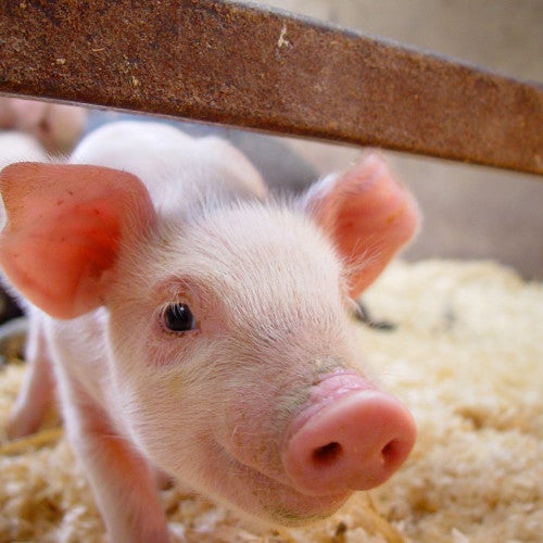 A pig stares into the camera