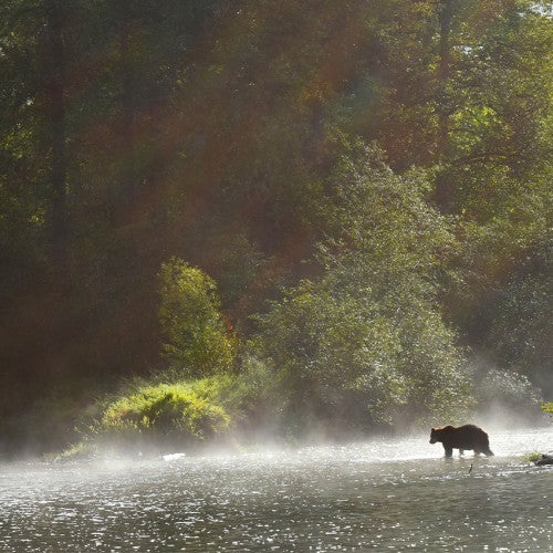 Wide shot of a grizzly bear walking on a riverbank with lush trees and rays of sunlight behind.
