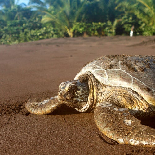 A sea turtle faces the ocean on a sandy beach with tropical trees in the background