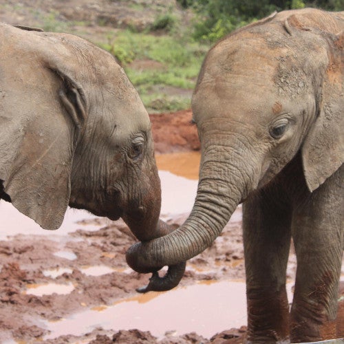 Two elephants in the wild