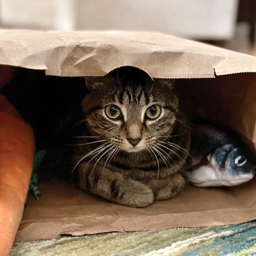 A cat curled up in a paper shopping bag.