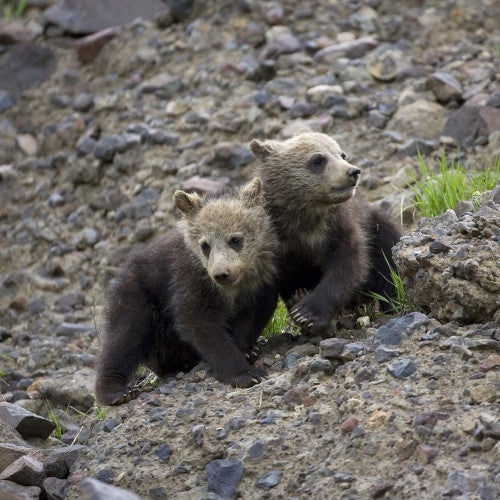 Bears at Yellowstone National Park