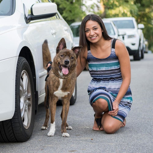 dog standing next to car with woman