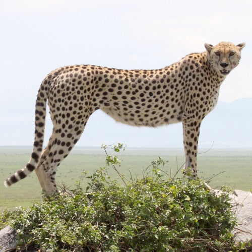 cheetah standing on ledge