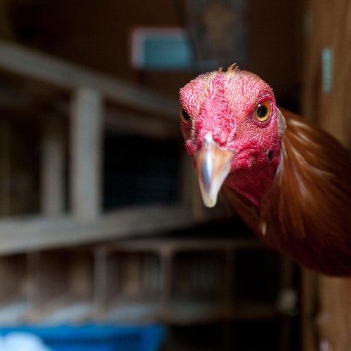 chicken sticking head out