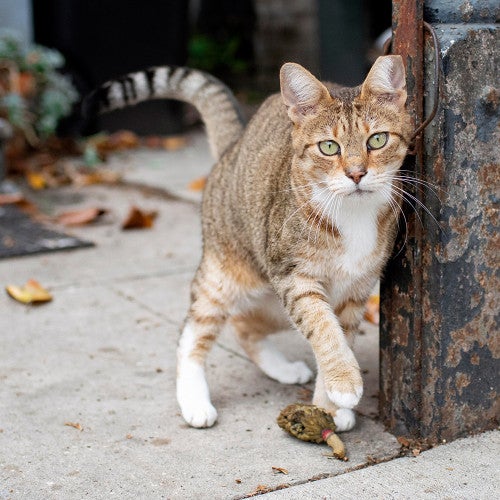 cat standing next to metal fixture