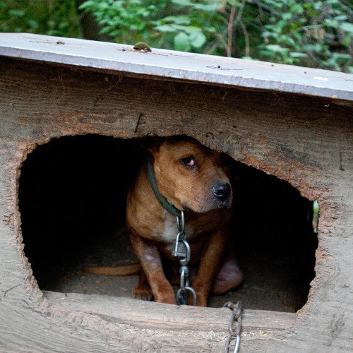 A scared, brown dog rescued from a suspected dogfighting crime ring sits huddled inside a dilapidated, wooden structure. A tight collar circles their neck and chains the dog to the their inadequate shelter. The dog peeks out from the shadows.