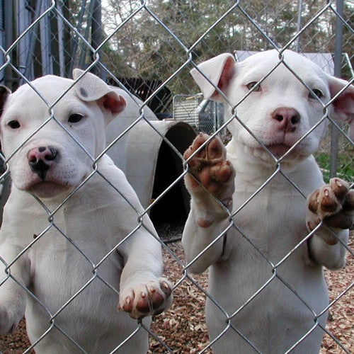 Two white puppies stand on their hind legs and press their paws into a wire fence. They look out toward the outside world.