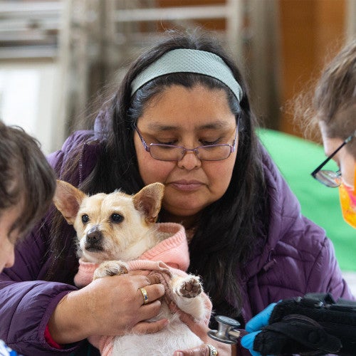 dog examined by vets
