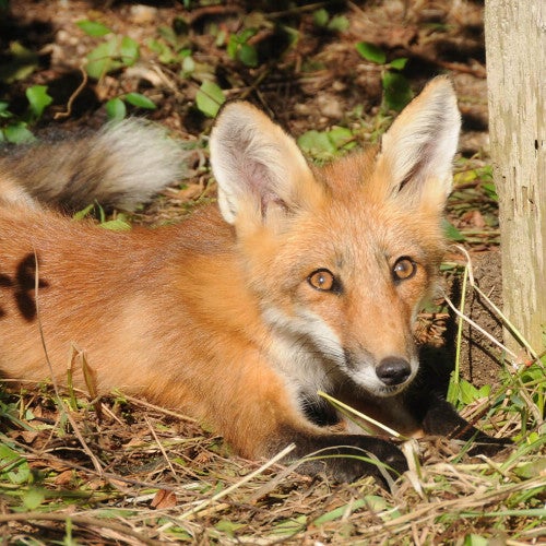 fox crouching next to tree