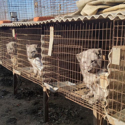Exposed to the elements, arctic foxes look out from inside small, battered wire cages. The row of filled cages stretches beyond the edges of the photo.