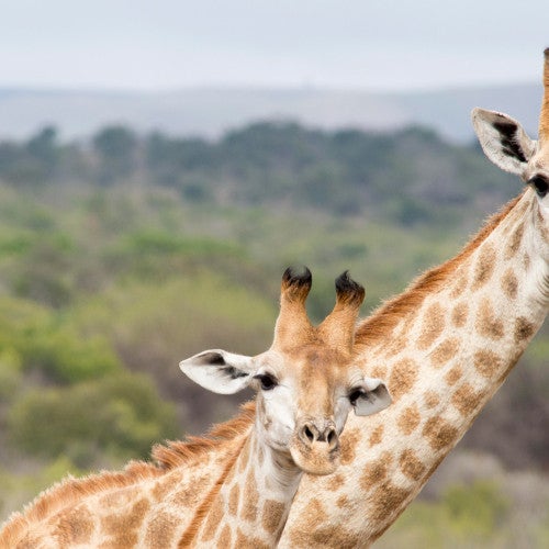 two giraffes together