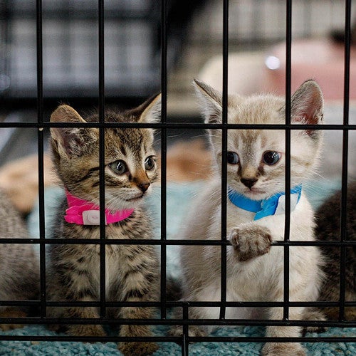 four kittens in a cage
