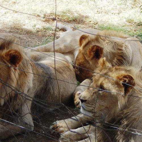 Four captive lions huddle together near the wire fencing of an enclosure.