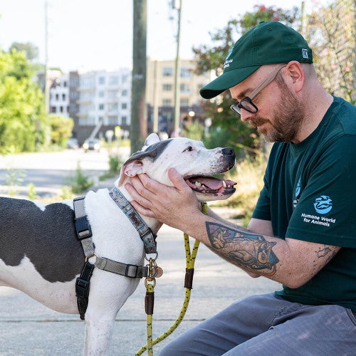 Humane World for Animals staff petting dog