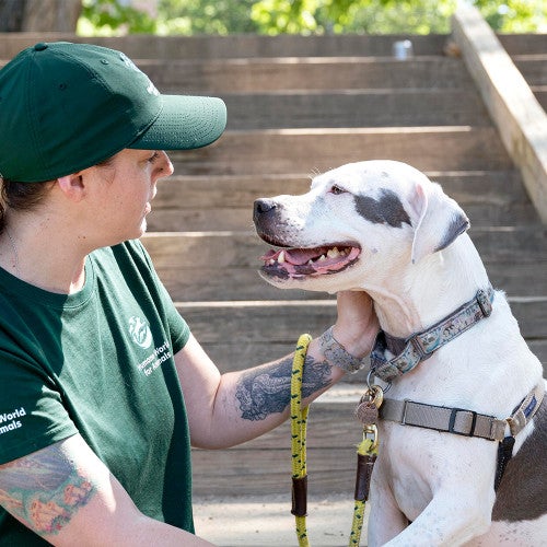 Humane World for Animals staff petting dog