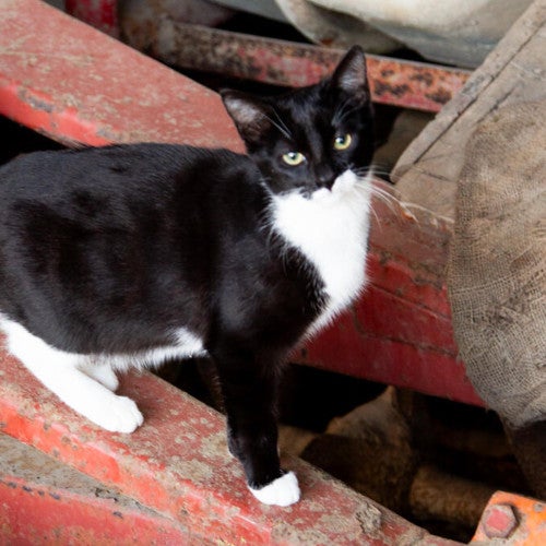 Street cat standing on metal fixtures