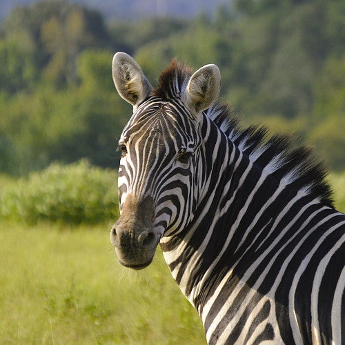 zebra in field looking at camera
