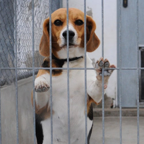 Beagle standing up in cage. This dog was used for testing and experiments.