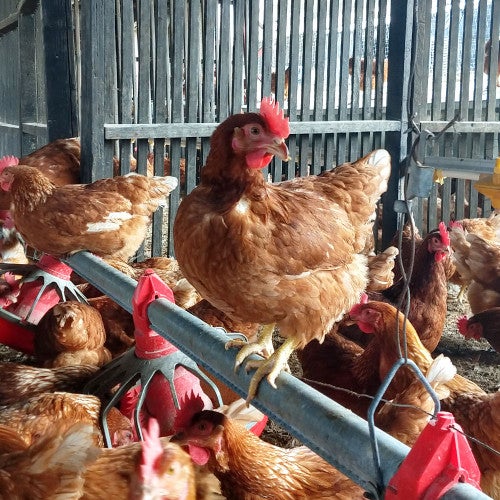cage free hens in mexico