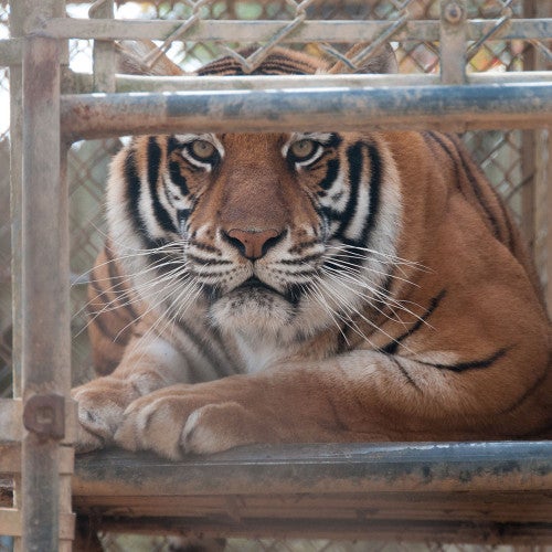 Captive tiger left alone and distressed in a cage between performances.