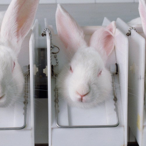 rabbits getting cosmetic tested