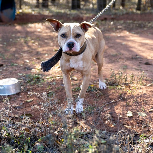 cruelty dog on leash