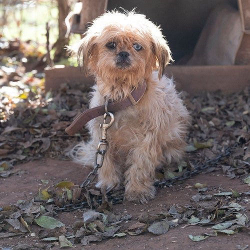 Dog rescued from alleged cruelty and neglect situation