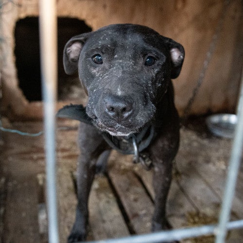 rescue dog in cage 