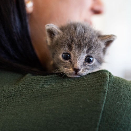 kitten on woman's shoulder