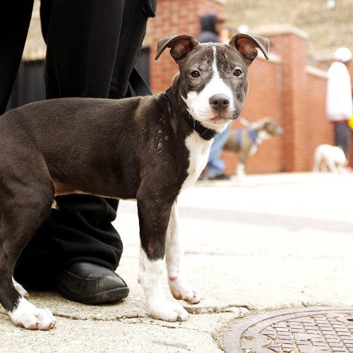 A gray pitbull puppy with white paws and a white snout stands quietly next to their owner and stares out at the camera.