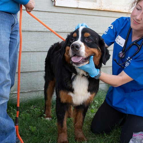 A vet volunteering with Humane World's Rural Area Veterinary Services check out a happy Bernese mountain dog.