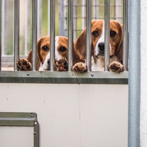 two beagles in a cage with bars